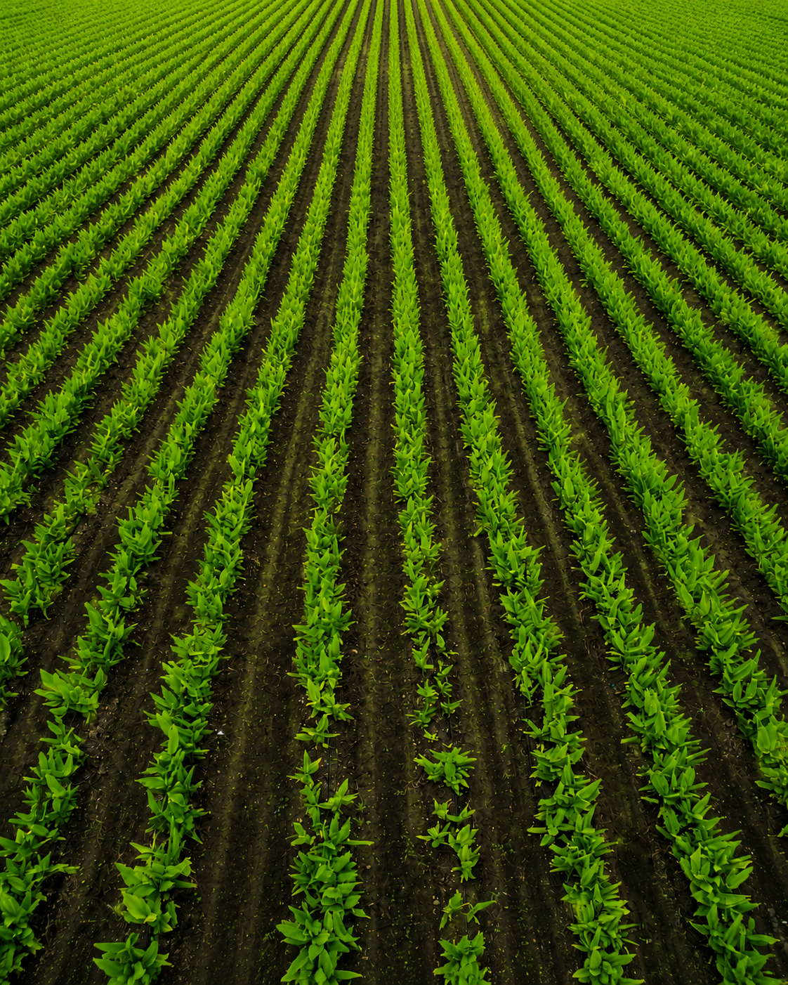 Agro e fertilizantes